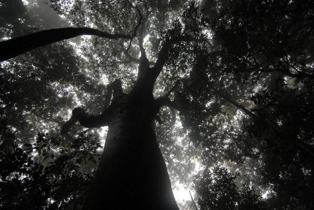 Western Ghats