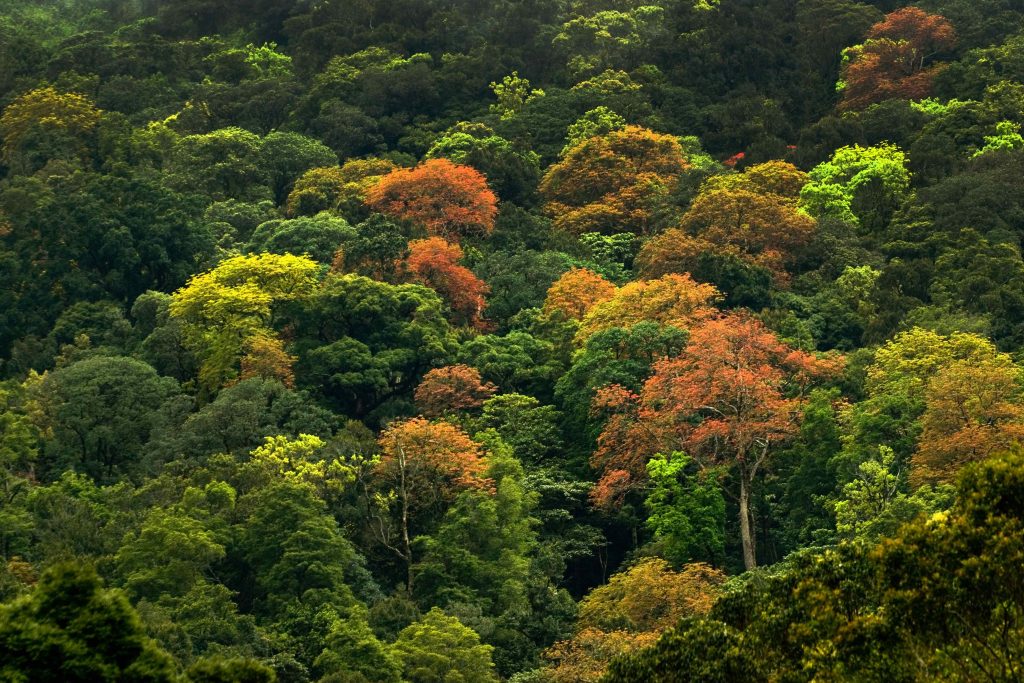 Which Is The Dense Forest In India