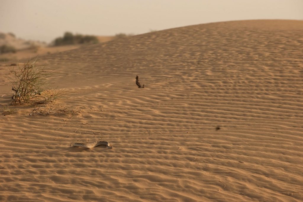 North-Western Arid Zone