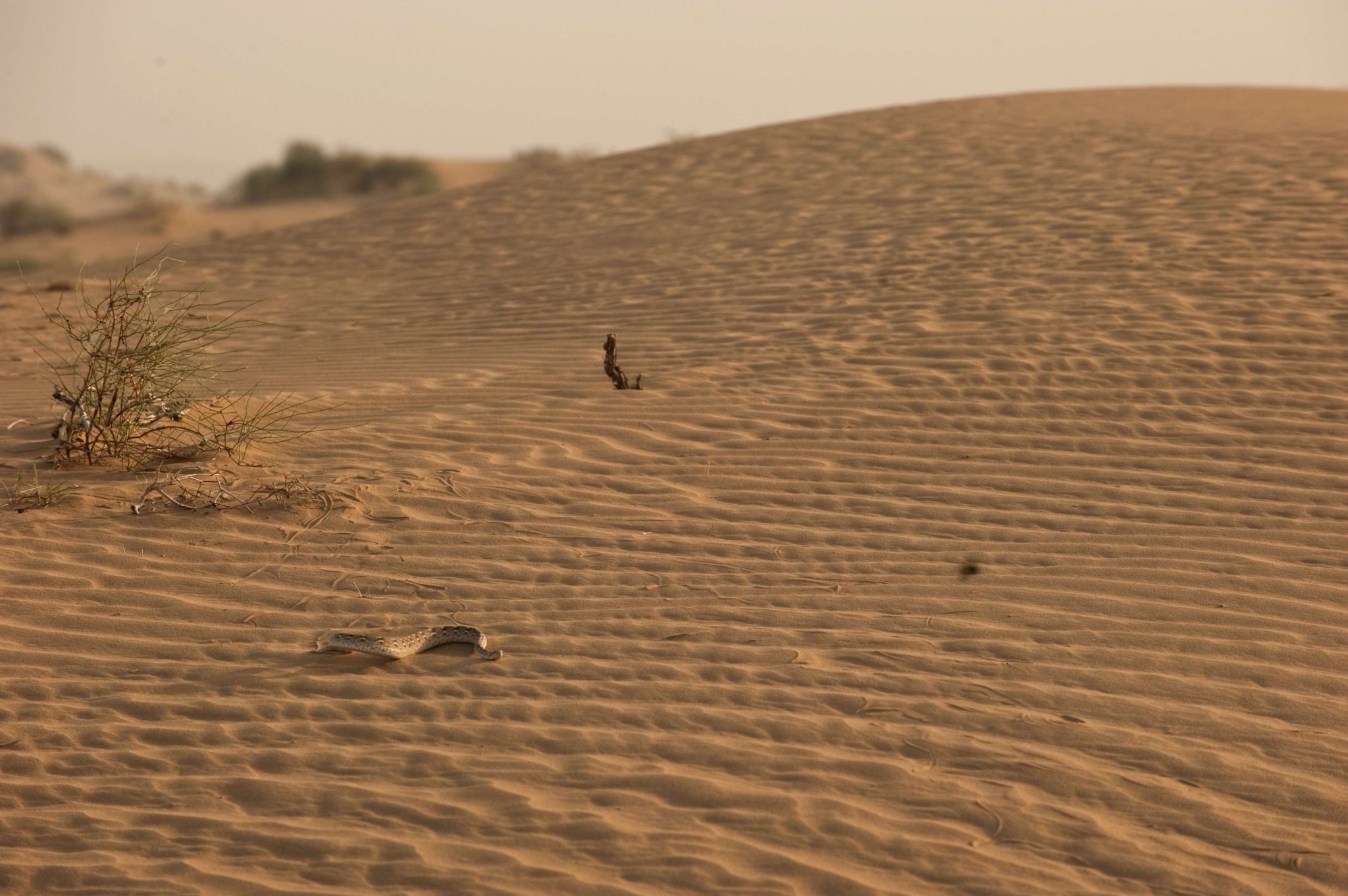 north-western-arid-zone-long-term-ecological-observatories-lteo-india