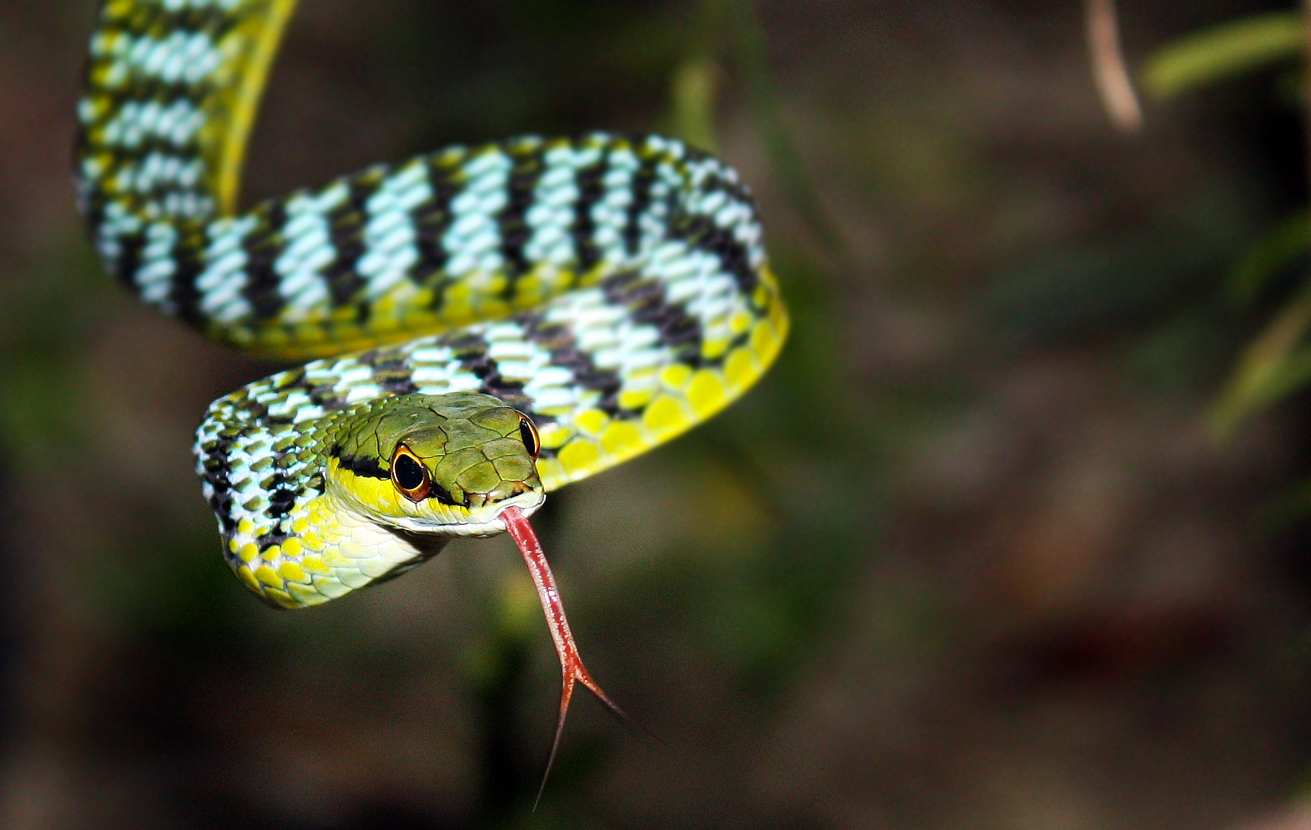 Herpetofauna – Long Term Ecological Observatories (LTEO), India